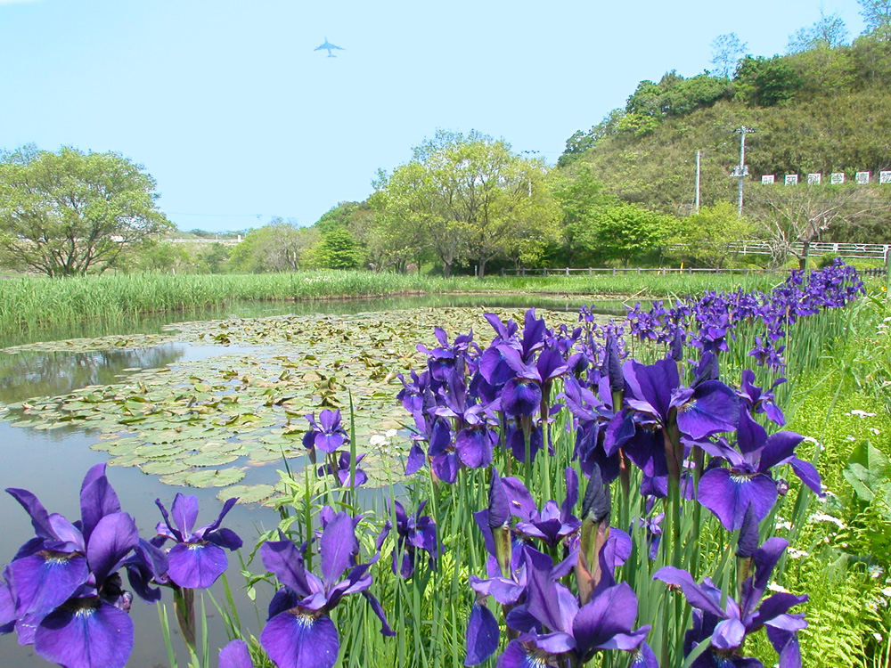 芝山水辺の里